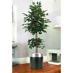 ERHAN FLOWERS ÇİÇEK & DEKORASYON Yapay Benjamin Ağacı Bambu Gövdeli Yeşil (Şik Metal Siyah Saksili) 180 Cm TYBbnj.bmb.155150413123
