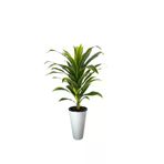 ERHAN FLOWERS ÇİÇEK & DEKORASYON Yapay Dracaena Fragrans Ağaç 160 Cm Kumsal Saksı ypy.agç.00404