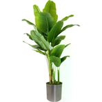 ERHAN FLOWERS ÇİÇEK & DEKORASYON Yapay Muz Ağaçı17 Dal Beyaz Plastık Saksı ypy.agç.00171