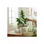 ERHAN FLOWERS ERH-A-1262 Yapay Ağac Kauçuk Bitkisi 3 Dallı 105 Cm Beyaz Plastik Saksı