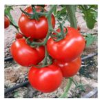Erkenci Iri Domates Tohumu Marmande Domates Tohumu Ekim Seti 15 Adet Tohum + Saksı + Toprak