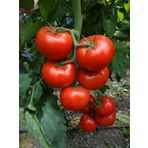 Erkenci İri Marmande Domates Tohumu Domates 15 Tohum+ Tohum