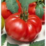 Erkenci İri Marmande Domates Tohumu Domates tohumu 30 Tohum