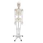 Erkentmed William İnsan İskelet Maketi 180 CM