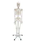 Erkentmed Wıllıam Insan Iskelet Modeli Tam Boy 180 cm Iskelet Afiş Hediyeli