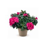 ERNAZ Açelya (Azalea) Orman Gülü Pembe | 30-40 cm Boy Çiçekli Canlı Bitki