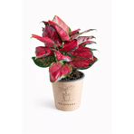 ERNAZ Aglaonema Red Valentine (Çin Herdemyeşili) | Ev & Ofis Bitkisi | 20-15 Cm | 12 Cm Saksı