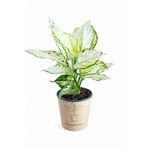ERNAZ Aglaonema Snow White (Çin Herdemyeşili) | Beyaz Yapraklı Ev & Ofis Bitkisi | 20-15 Cm | 12 Cm Saksı