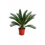ERNAZ Cycas Revoluta – Japon Sago Palmiyesi | 21 cm Saksı 80-100 cm Boy Tropikal|Dış mekan ağaçları| Canlı Bitki