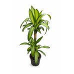 ERNAZ Dracaena Fragrans ‘Massangeana’ 2 Gövdeli | 50–100 cm | Tropikal Canlı Bitki