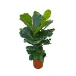 ERNAZ Ficus Lyrata (Keman Yapraklı Kauçuk) – İki Köklü 100-150 cm | Büyük Yapraklı Tropikal Salon Bitkisi