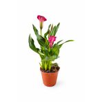 ERNAZ Gala Çiçeği (Zantedeschia Calla Lily) Karışık Renk | Dekoratif Canlı Salon Bitkisi