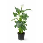 ERNAZ Gelin Çiçeği (Gala) - Zantedeschia Aethiopica 80–90 cm Boy 22 cm Saksı Canlı Bitki