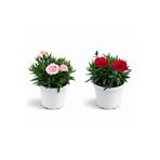 ERNAZ Kokulu Bodur Karanfil (Dianthus) 2 Adet 13 cm Saksı – Rastgele Renk | Kokulu Süs Bitkisi