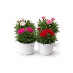 ERNAZ Kokulu Bodur Karanfil (Dianthus) 4 Adet 13 cm Saksı – Rastgele Renk | Kokulu Süs Bitkisi