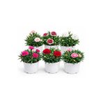 ERNAZ Kokulu Bodur Karanfil (Dianthus) 6 Adet 13 cm Saksı – Rastgele Renk | Kokulu Süs Bitkisi
