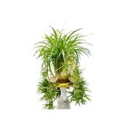 ERNAZ Kurdele Çiçeği (Chlorophytum) - Askılı Saksıda Dolgun Form | Sarkıcı Salon Bitkisi
