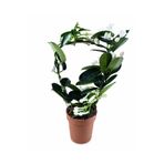 ERNAZ Madagaskar Yasemini Kokulu (Stephanotis floribunda) Dekoratif Canlı Bitki