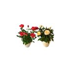 ERNAZ Mini Bodur Gül 2'li Set | Rastgele renk | 25-30 cm Boy | Çiçekli Ev & Balkon Bitkisi