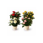 ERNAZ Mini Bodur Gül 4'lü Set |Rastgele renk | 25-30 cm Boy | Çiçekli Ev & Balkon Bitkisi