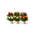 ERNAZ Mini Bodur Gül 6'lı Set | Rastgele renk | 25-30 cm Boy | Çiçekli Ev & Balkon Bitkisi