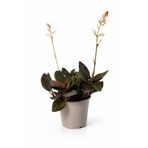 ERNAZ Mücevher Orkide (Ludisia Discolor) 20–30 Cm | 12 Cm Saksı | Kadife Yapraklı Dekoratif Salon Bitkisi