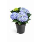 ERNAZ Ortanca (Hydrangea Macrophylla) Mavi Renk | 35-40 Cm 14 Cm Saksı | Canlı Salon ve Balkon Bitkisi