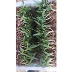 ERVA PEYSAJ Salep Fidesi 20 Adet Orchis Caripora