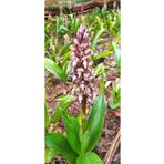 ERVA PEYSAJ Salep Fidesi 55 Adet Orkide Orchis Serapias Arılı Sahlep