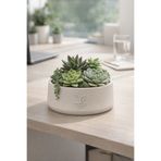 ESG PLUS Cookie 17 cm Dekoratif Beton Kaktüs Sukulent Aranjman ve Bonsai Saksı Krem