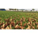 Esin Tohum Gezen Tavuk Için Beş Çeşit Yem Bitkisi Tohumu Karışımı 1 kg - 1 Adet