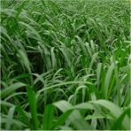 Esin Tohum Ryegrass Italyan Çimi Tohumu Süt Otu Tohumu 1 kg - 1 Adet