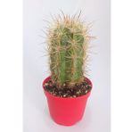 Espostoa Lanata Nadide Tür Tekli Özel Kaktüs 8.5 cm Kırmızı Saksıda