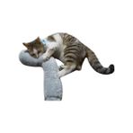 Esranın Dünyası Kedi Sarılma Yastığı Uyku Oyuncağı - Otlu, 30 cm Peluş (Gri)