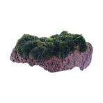 Esranın Dünyası Marimo Moss Rock Canlı Bitki