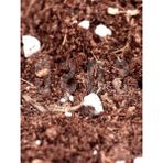 Esranın Dünyası Özel Karışım Saksı Harcı, 10 Lt Torf Cocopeat ve Perlit
