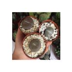 esreciks Lithops Bitkisi (taş Kaktüs)
