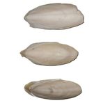 ESSTR Mürekkep Balığı Kemiği (Kalamar) 10 cm - 3 Adet