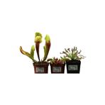 Etobur Bitkim 3 Lü Et Yiyen Bitki Seti Sinek Kapan Güneş Gülü Sarracenia Dionaea Venus Fly Trap