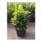 Euonymus Japonicus Yeşi Taflan Bitkisi 1 Aadet Saksılı 20-40CM Çit Bitkisi