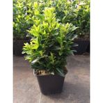 Euonymus Japonicus Yeşi Taflan Bitkisi 1 Aadet Saksılı 30-40cm Çit Bitkisi