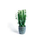 Euphorbia - Afrika Süt Ağacı Bitkisi - Gri Saksılı