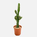 Euphorbia Cactus Süt Ağacı