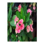 Euphorbia Dikenler Tacı Pembe Renk Ithal Kaktüs Ev Ofis İç Mekan Bitkisi 12 Cm, BTSR143
