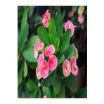 Euphorbia Dikenler Tacı Pembe Renk Ithal Kaktüs Ev Ofis İç Mekan Bitkisi 12 Cm, SRD1159