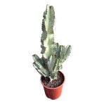 Euphorbia Erythraeae 'Variegata'
