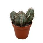 Euphorbia Horrida 'Hybrid' (Kaktüs)