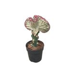 Euphorbia lactea cristata - Kaktüs