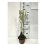 Euphorbia Lactea White Ghost Özel Tür Aşılı Kaktüs - Uzunluk