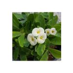 Euphorbia Milii - Beyaz Çiçekli Dikenler Tacı